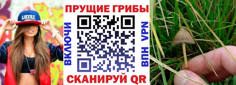 маркетплейс формула  Копейск  Псилоцибиновые грибы Psilocybe 